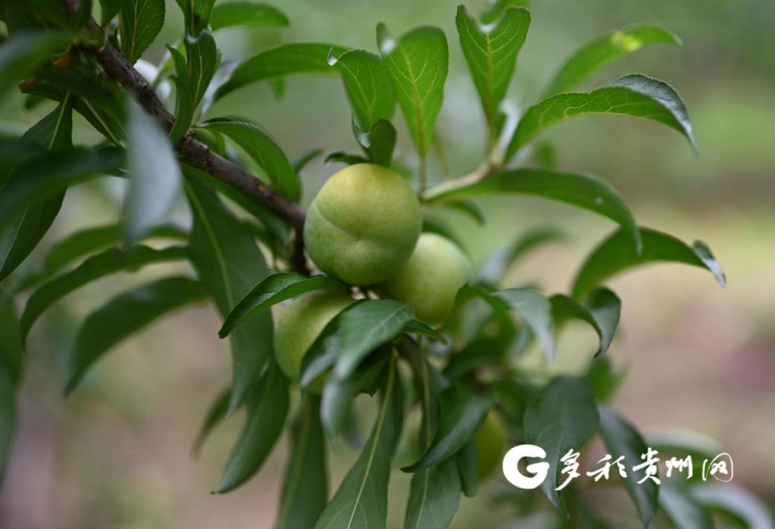 开心农场_农场开心消消乐下载_农场开心派对